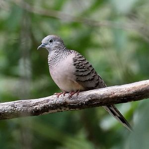 Peaceful Dove
