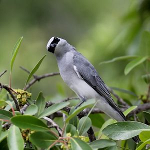 White-bellied Cuckoo-shrike