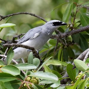 White-bellied Cuckoo-shrike