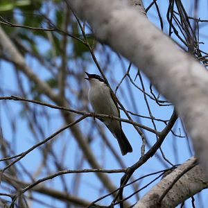 White-throated Honeyeater