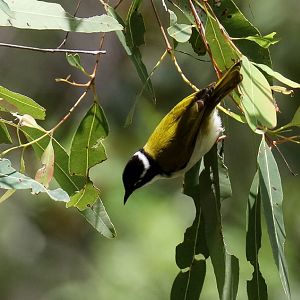 White-throated Honeyeater