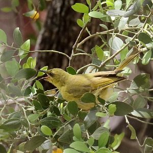 Yellow Honeyeater