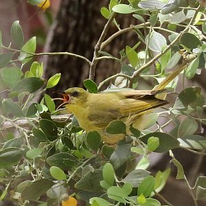 Yellow Honeyeater