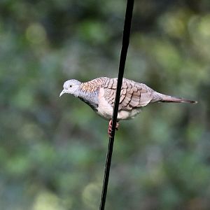 Bar-shouldered Dove