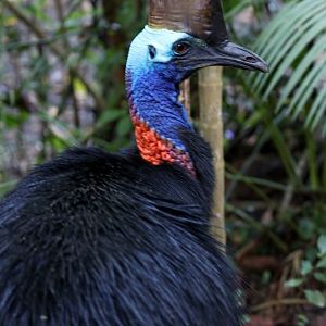 Cassowary