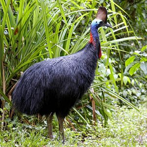 Cassowary