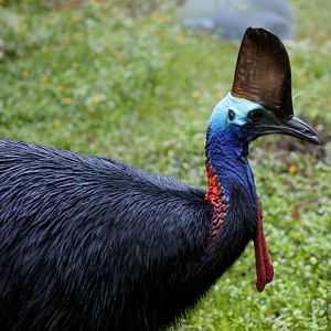 Cassowary