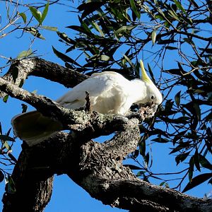 Sulphur-crested Cockatoo