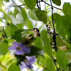 Yellow-spotted Honeyeater