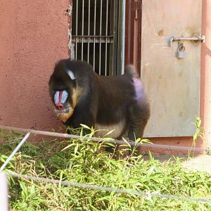 Mandrill
