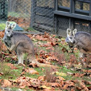 Eastern Wallaroos