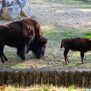 American Bison and calf