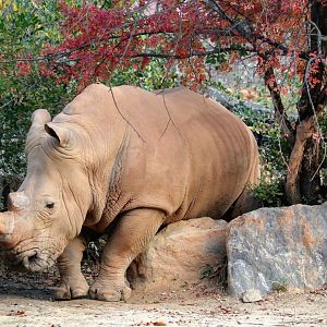 White Rhinoceros rubbing on rock