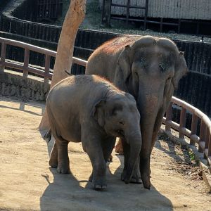 Asian Elephants