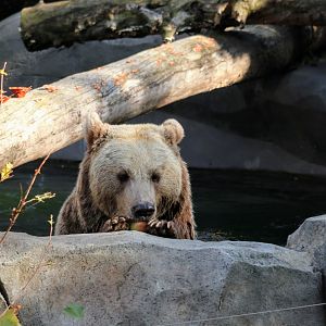 Brown Bear