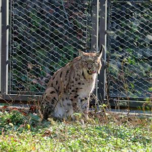 Eurasian Lynx