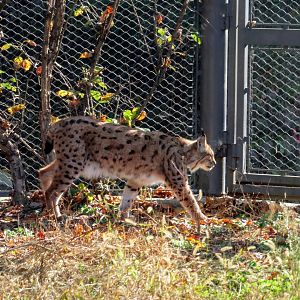 Eurasian Lynx