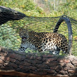 Amur Leopard