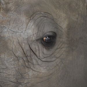 Ceratotherium simum simum, Kidogo