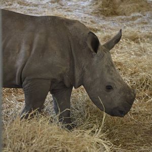 Ceratotherium simum simum, Kayin