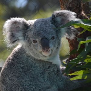 Phascolarctos cinereus adustus