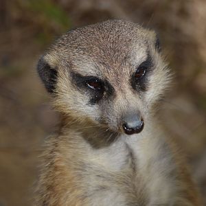 Suricata suricatta suricatta