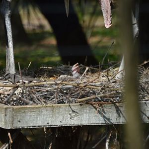 Leptoptilos crumenifer hatchlings