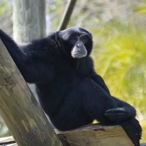 Symphalangus syndactylus