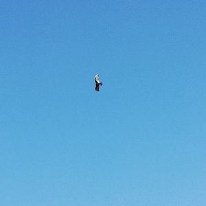 Turkey Vulture by my house!!
