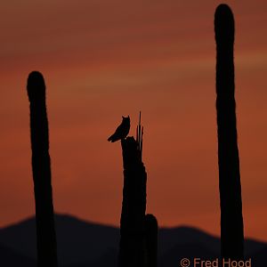 Great Horned Owl (wild)