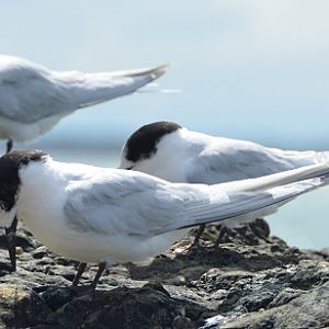 NZ terns.  White-fronted?