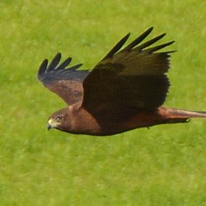 NZ raptor.   Species?