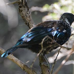 NZ  Tui