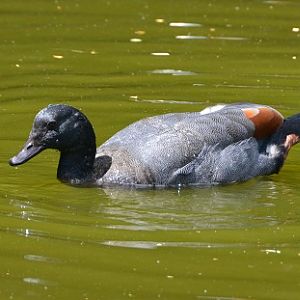 NZ  Male paradise shelduck