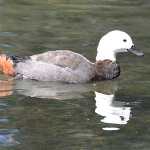 NZ Female paradise shelduck