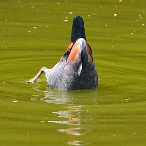 Paradise shelduck dabbling.