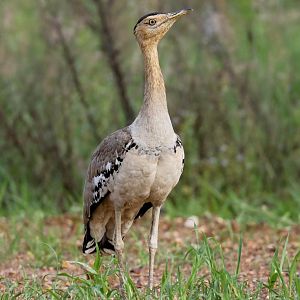 Australian Bustard