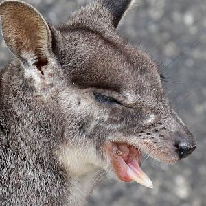 Mareeba Rock Wallaby yawning