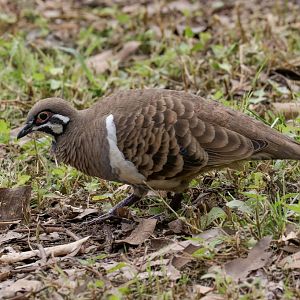 Squatter Pigeon