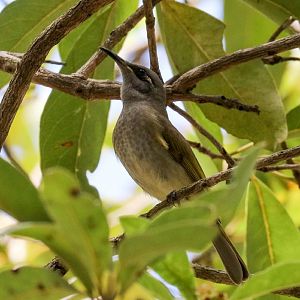 Brown Honeyeater