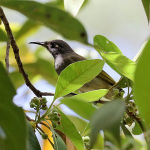 Brown Honeyeater