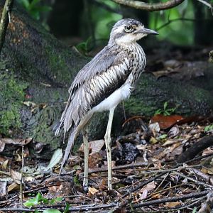 Bush Stone-curlew