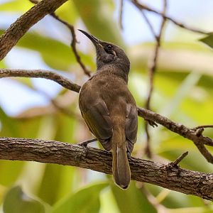 Brown Honeyeater
