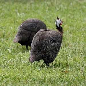 Feral Helmeted Guineafowl
