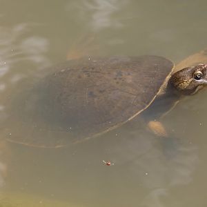 Macquarie Turtle