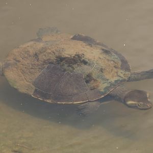 Macquarie Turtle