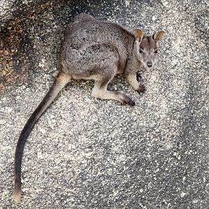 Mareeba Rock Wallaby