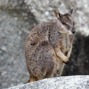 Mareeba Rock Wallaby