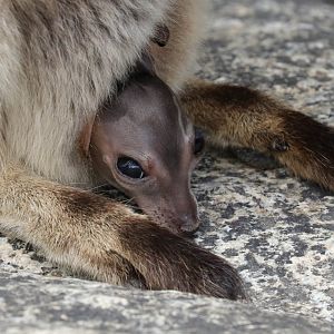 Mareeba Rock Wallaby joey