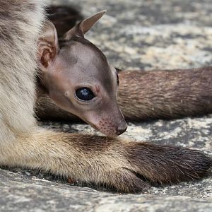 Mareeba Rock Wallaby joey